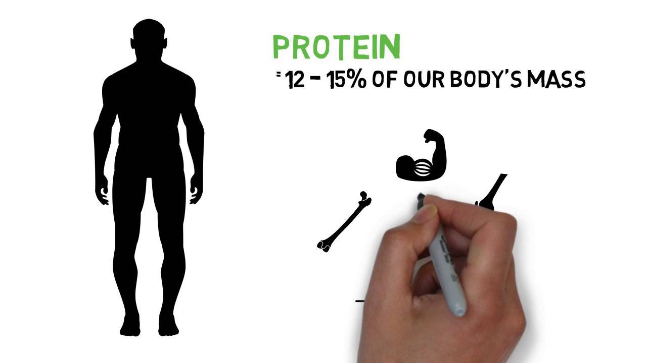 You are currently viewing Why is Protein Important for the Human Body?