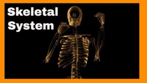 Read more about the article Why is the skeletal system so important ?