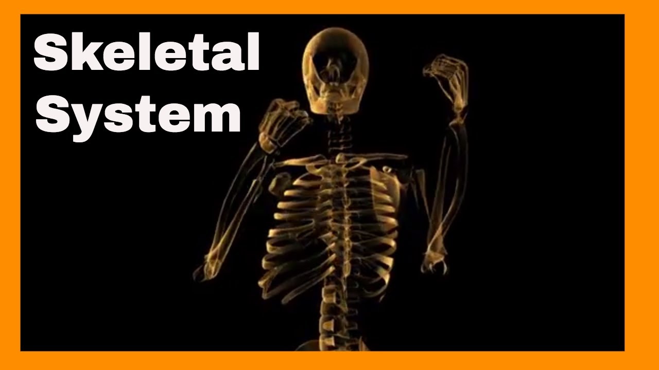 You are currently viewing Why is the skeletal system so important ?