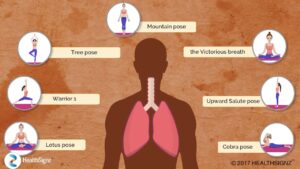 Respiratory System And Asanas Video – 3