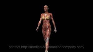 anatomy woman walking 3d medical animation company studio 3d visualization health care san antonio