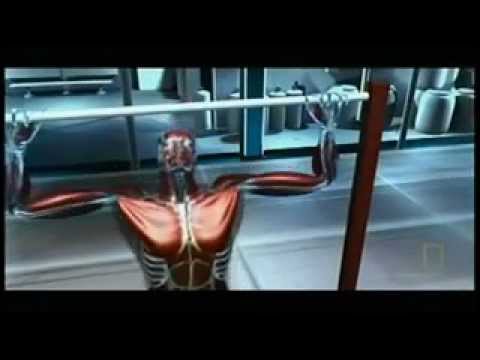 You are currently viewing how muscles grow