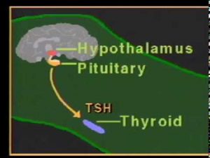 thyroid hormone physiology.mpg