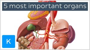 Read more about the article 5 most important organs in the Human body – Human Anatomy | Kenhub