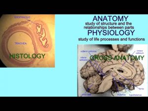 ANATOMY & PHYSIOLOGY: DEFINITIONS