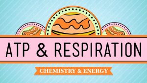 Read more about the article ATP & Respiration: Crash Course Biology #7
