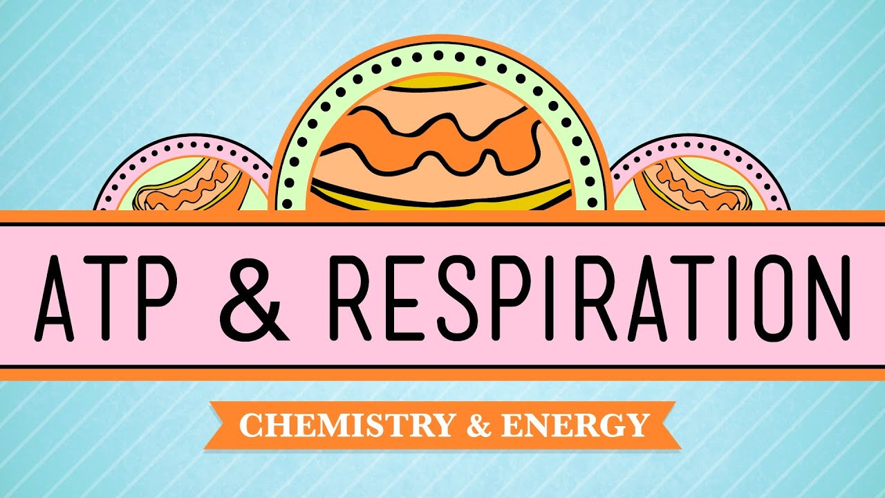 You are currently viewing ATP & Respiration: Crash Course Biology #7