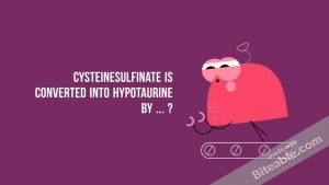 Read more about the article Amino Acids Catabolism – Cysteine