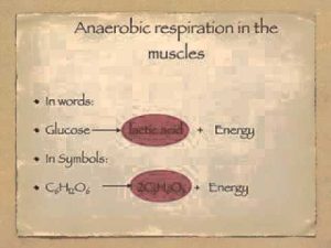 Read more about the article Anaerobic respiration and oxygen debt