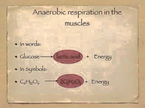 You are currently viewing Anaerobic respiration and oxygen debt