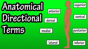 Read more about the article Anatomical Position And Directional Terms – Anatomical Terms – Directional Terms Anatomy