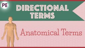 Read more about the article Anatomical Terms: Directional Terms (Anatomy)