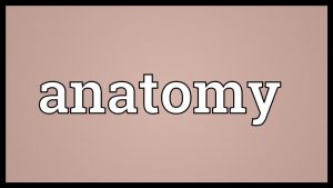 Read more about the article Anatomy Meaning