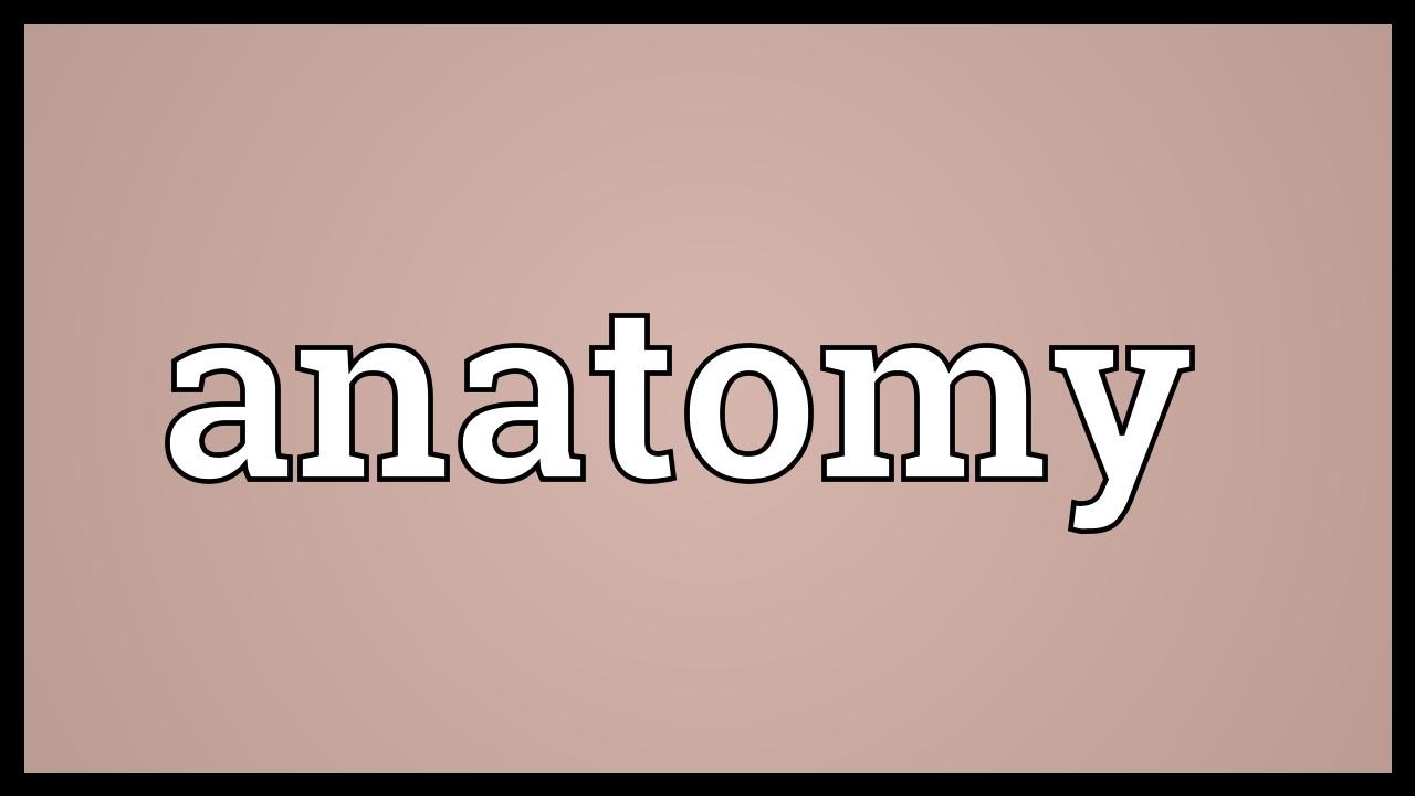 You are currently viewing Anatomy Meaning