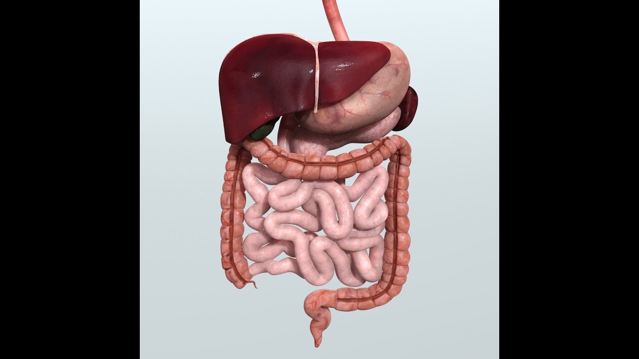 You are currently viewing Anatomy and Physiology of Digestive System