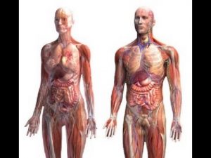 Anatomy and Physiology of Human Body