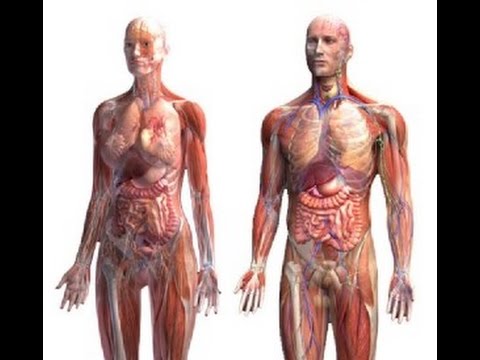 You are currently viewing Anatomy and Physiology of Human Body