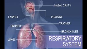 Read more about the article Anatomy and Physiology of Respiratory System