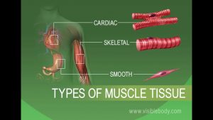 Anatomy and Physiology of Tissues