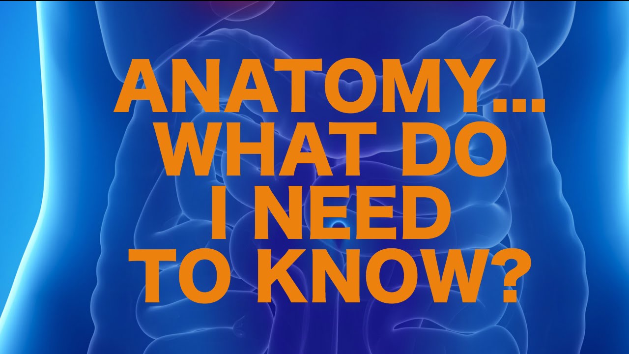 You are currently viewing Anatomy on USMLE — What’s High Yield?