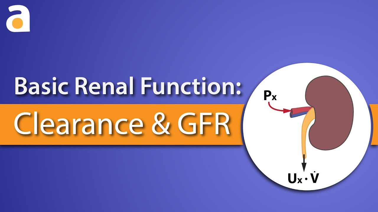 You are currently viewing Basic Renal Function: Clearance and GFR