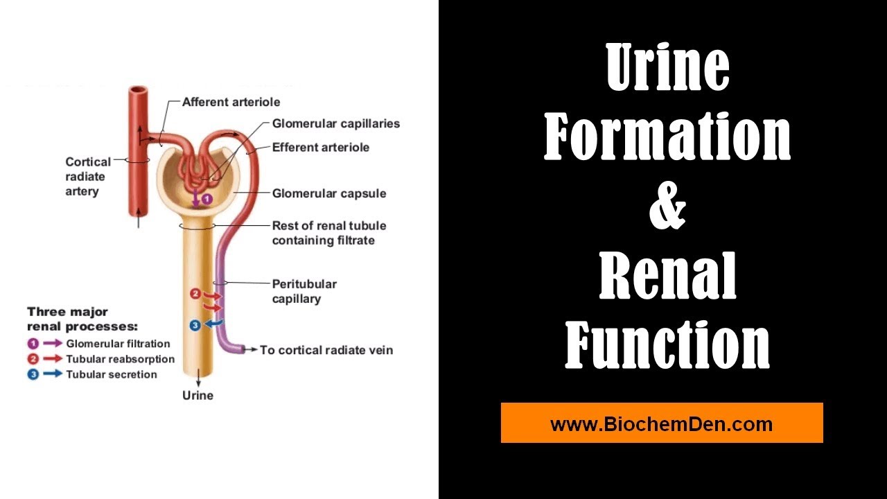 You are currently viewing Basic mechanism of Urine formation & Renal Function