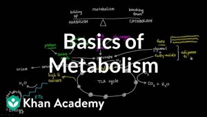 Basics of Metabolism