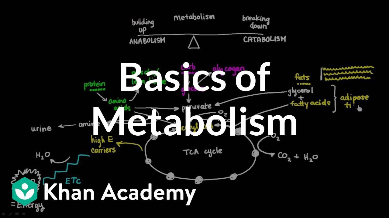 You are currently viewing Basics of Metabolism