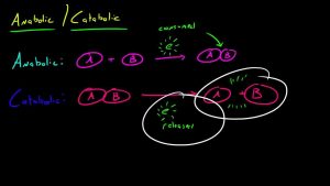 Biology Lecture – 28 – Anabolic and Catabolic Reactions