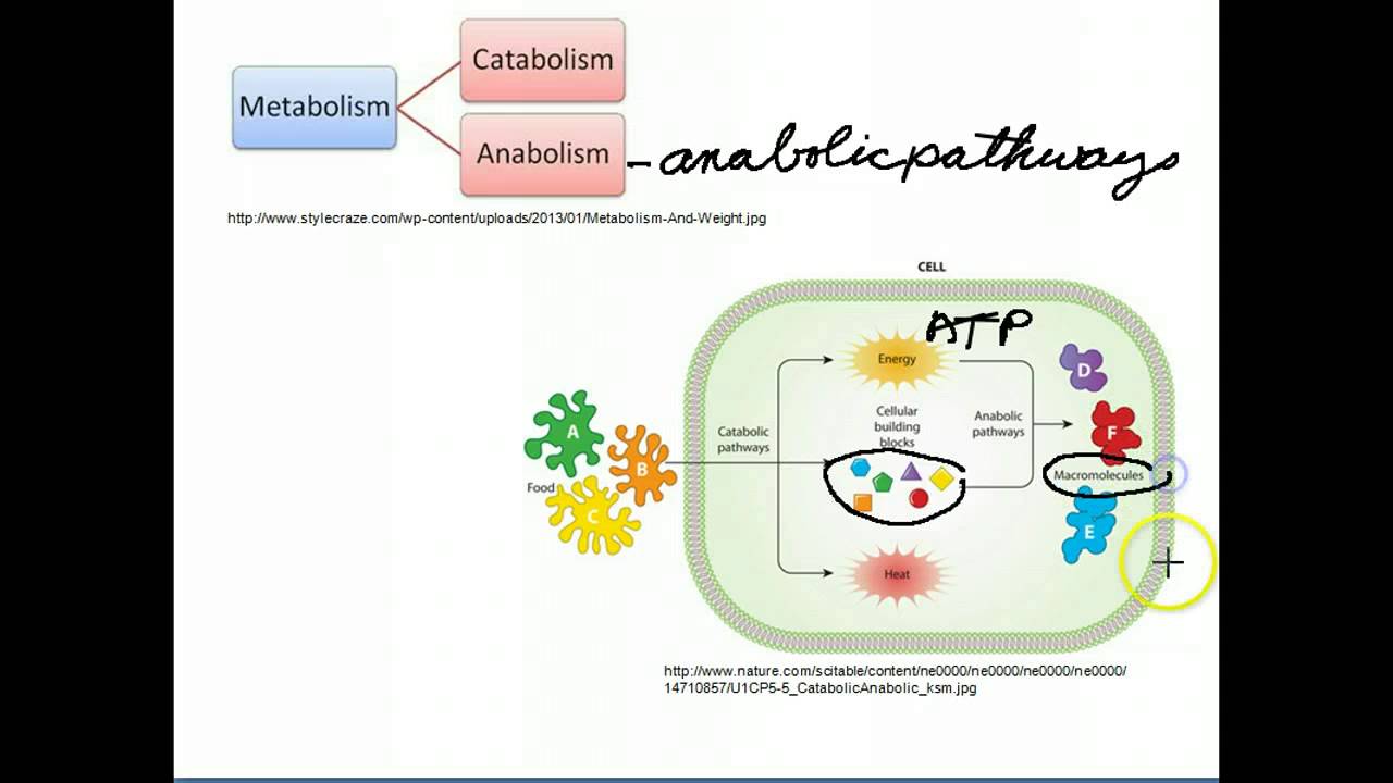 You are currently viewing Catabolic and Anabolic Pathways