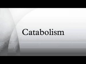 Read more about the article Catabolism