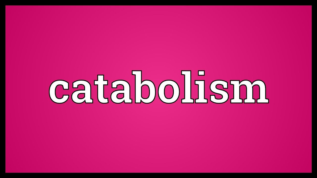 You are currently viewing Catabolism Meaning