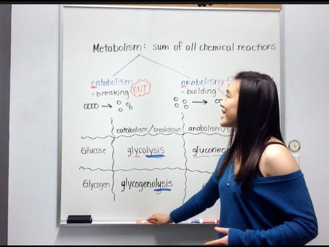 You are currently viewing Catabolism and Anabolism for Glucose and Glycogen
