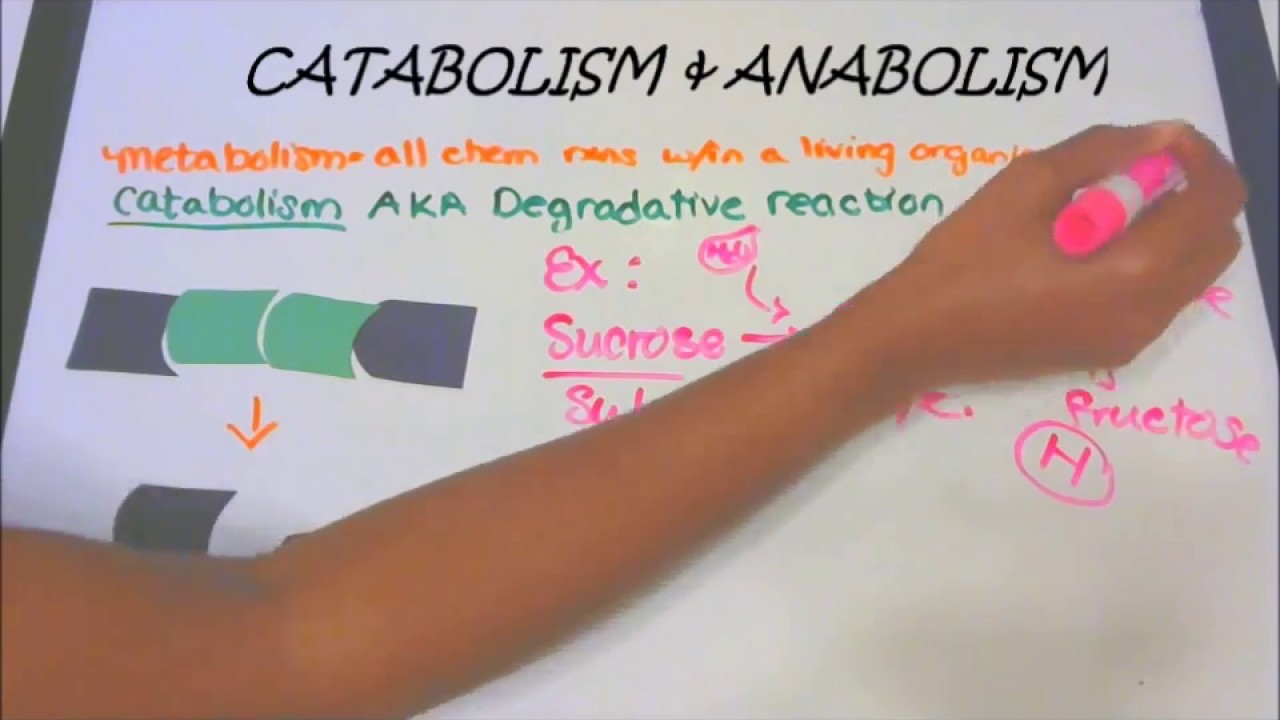 You are currently viewing Catabolism and Anabolism