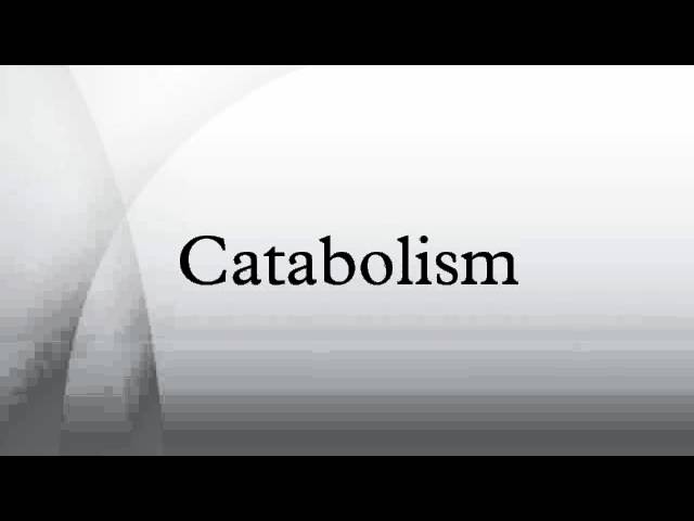 You are currently viewing Catabolism