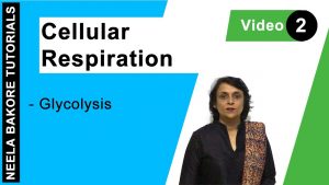 Read more about the article Cellular Respiration – Glycolysis