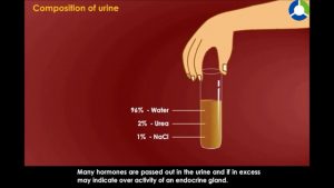 Read more about the article Composition  of Urine –  Life Process Excretion (CBSE Grade :10 Biology)