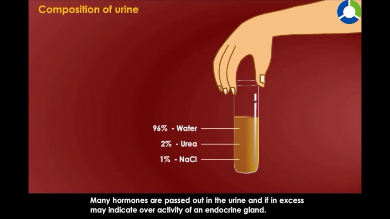 You are currently viewing Composition  of Urine –  Life Process Excretion (CBSE Grade :10 Biology)