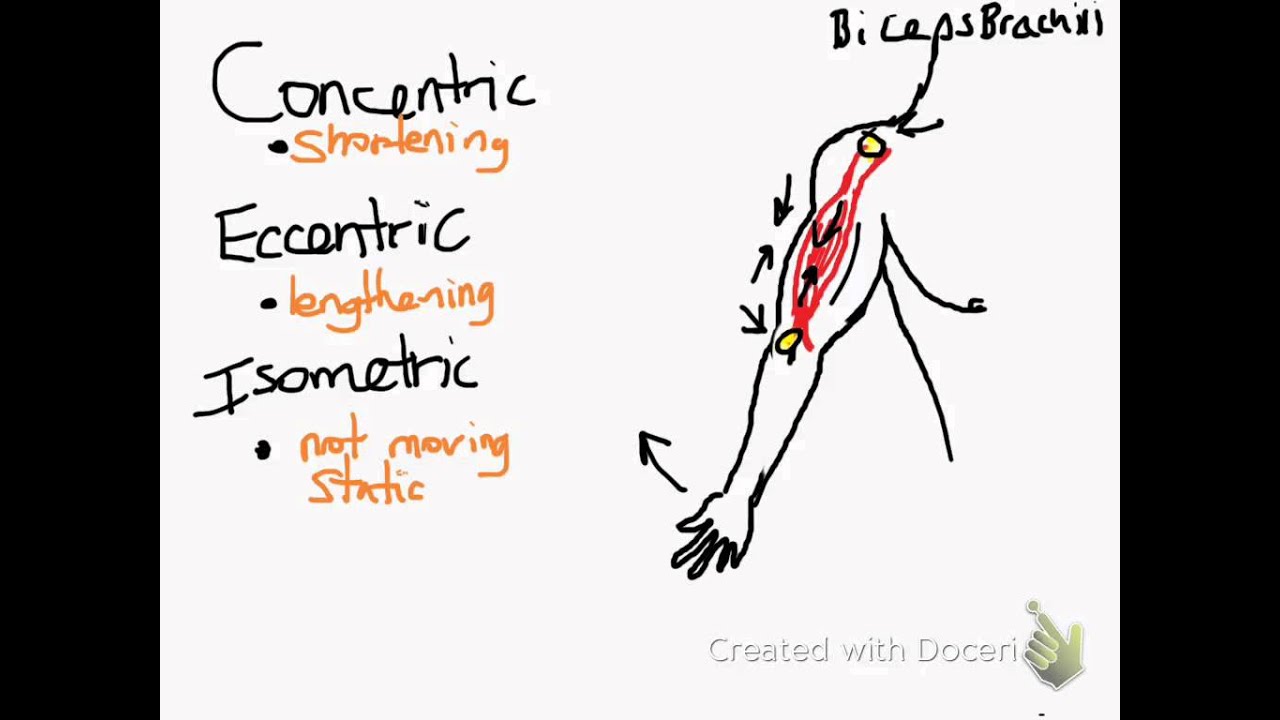 You are currently viewing Concentric,  Eccentric, & Isometric Muscle Contractions