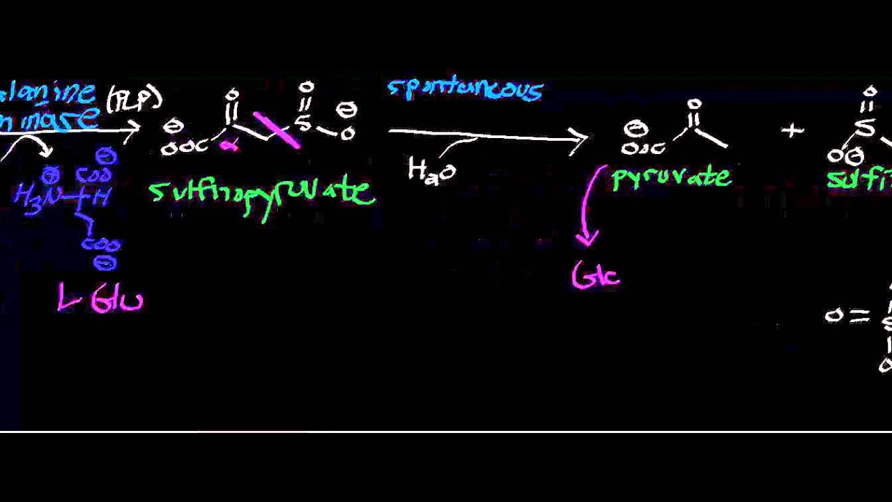 You are currently viewing Cysteine Catabolism to Pyruvate