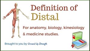 Read more about the article Distal Definition (Anatomy, Kinesiology, Medicine)