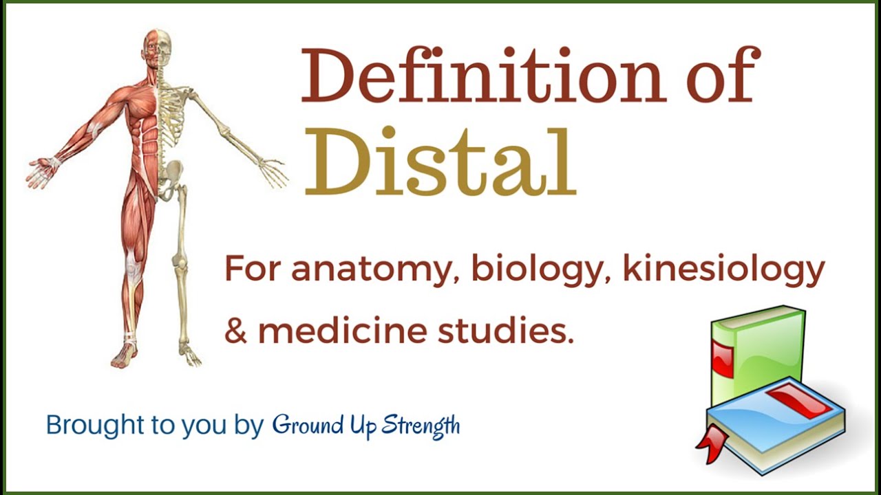 You are currently viewing Distal Definition (Anatomy, Kinesiology, Medicine)