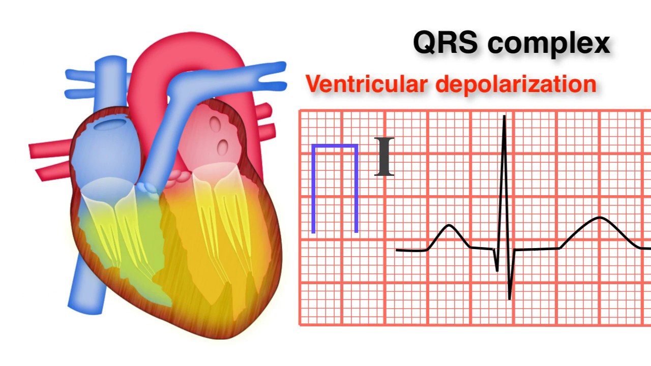 You are currently viewing ECG Basics 8/10 – QRS Complex