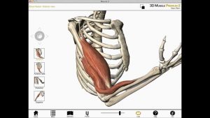 Read more about the article Elbow flexion, shoulder flexion, and forearm supination (Biceps brachii) muscle actions