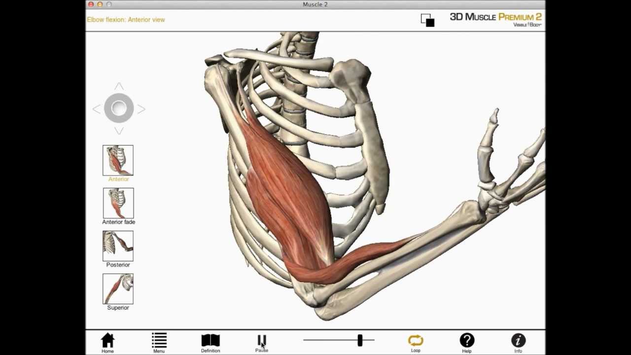 You are currently viewing Elbow flexion, shoulder flexion, and forearm supination (Biceps brachii) muscle actions