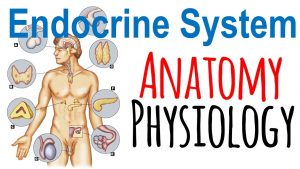 Read more about the article Endocrine system anatomy and physiology | Endocrine system lecture 1