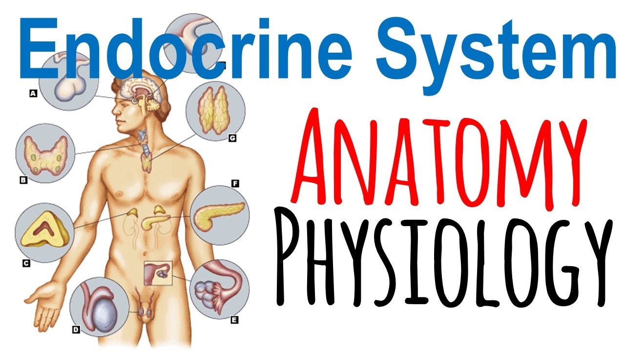 You are currently viewing Endocrine system anatomy and physiology | Endocrine system lecture 1