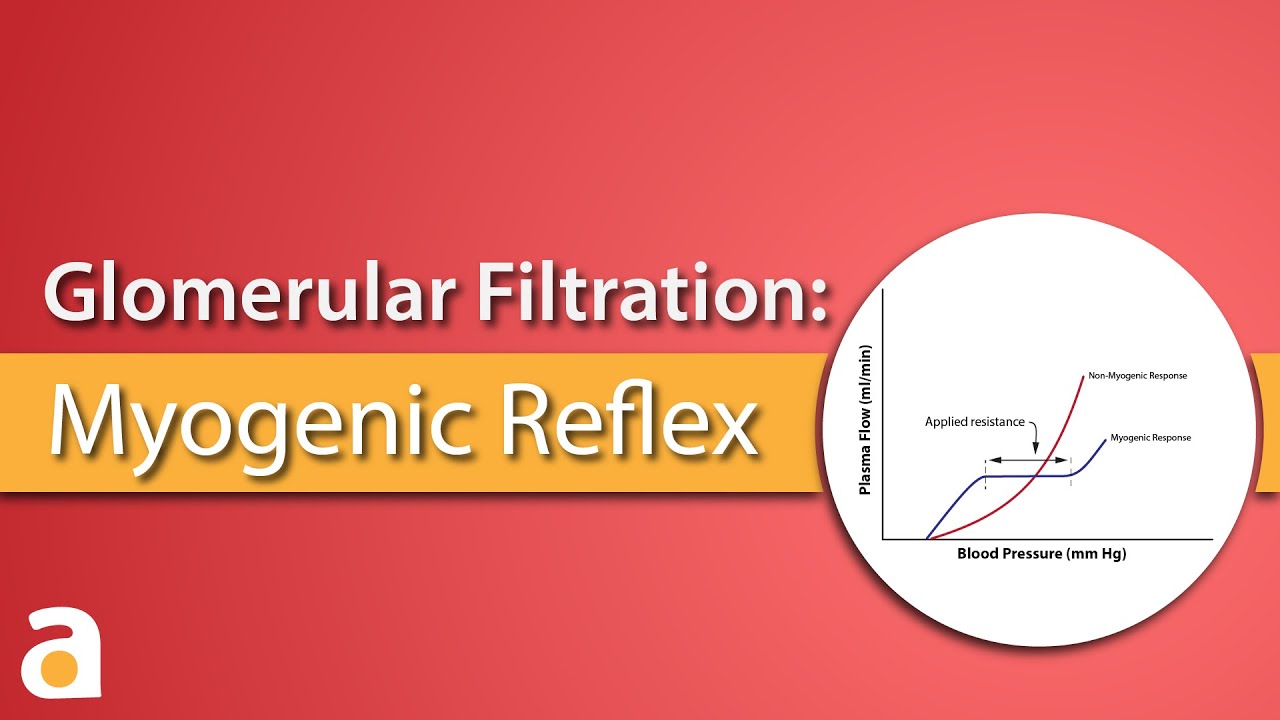 You are currently viewing Glomerular Filtration: Myogenic Reflex (Autoregulation)