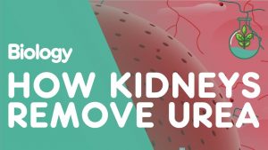 Read more about the article How the Kidneys Remove Urea | Physiology | Biology | FuseSchool