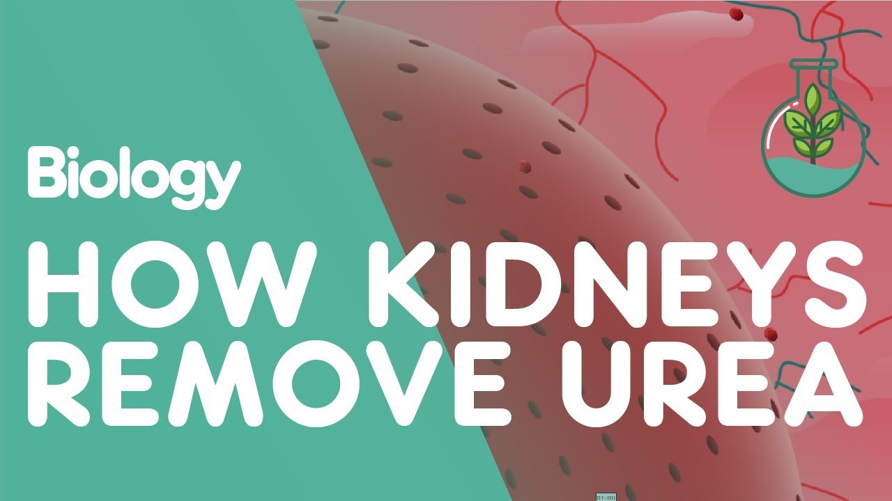 You are currently viewing How the Kidneys Remove Urea | Physiology | Biology | FuseSchool